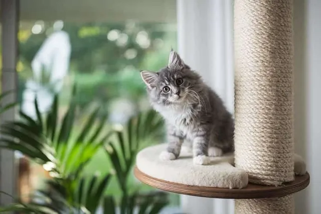 Maine Coon Kittens for Sale in New York: Breeders List 2026