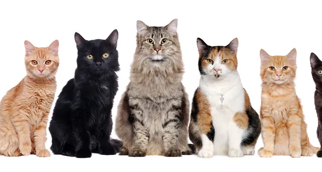 8 Common Cat Colorings That Prove Every Feline is a Work of Art