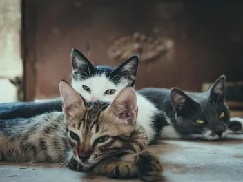 How to Keep a Clean House With Multiple Cats: 9 Vet-Approved Cleaning Tips for a Spotless Home