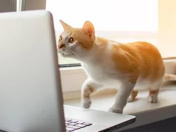 Free Digital Upgrades for NYC Animal Rescues