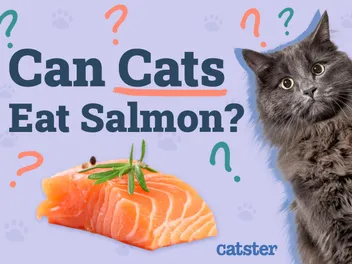 Can Cats Eat Salmon? Vet-Verified Facts & FAQ