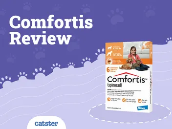 Comfortis Flea Tablet for Cats - Vet Review in 2026
