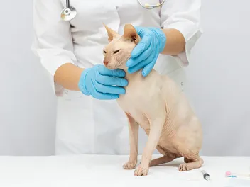 My Cat's Cyst Keeps Filling Up, What's Wrong? (Vet Answer)