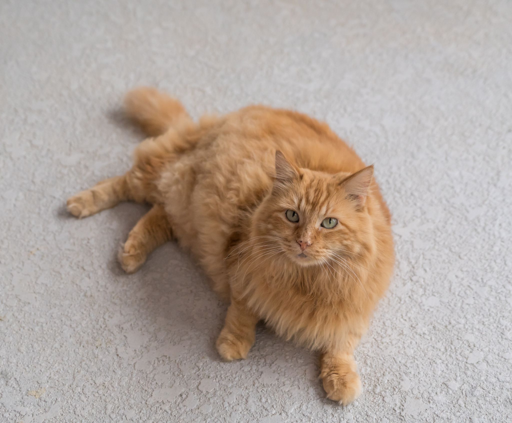 Cymric Cat Breed Info: Pictures, Traits & Facts