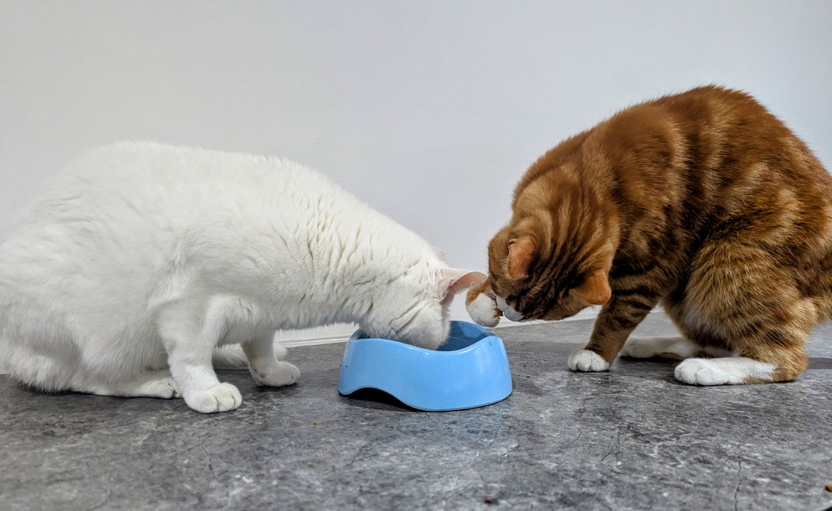 Bit by bit, paw by paw