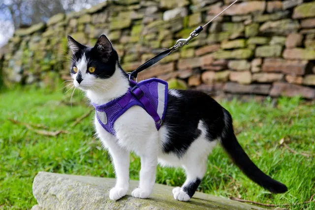 How to Harness Train a Cat: 10 Vet-Verified Tips & Tricks