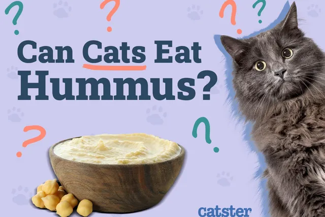 Can Cats Eat Hummus? Vet-Reviewed Nutrition and Safety Facts