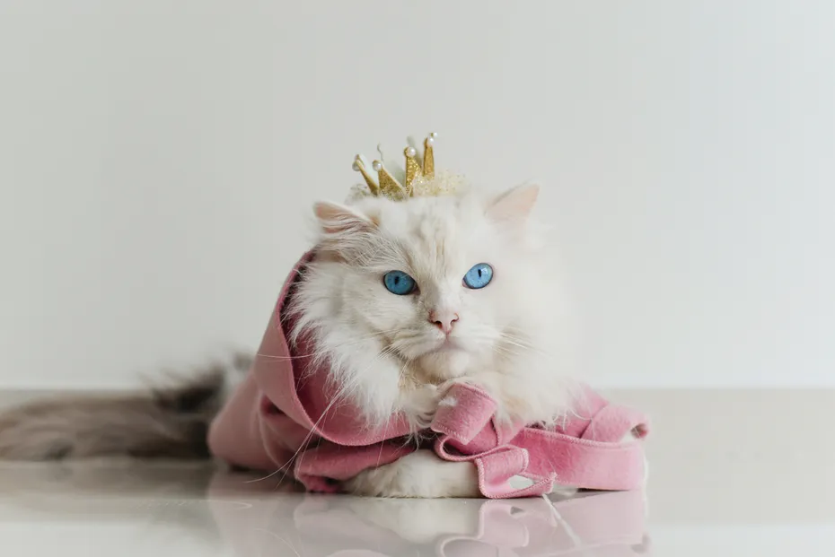 White ragdoll cat blue eyes in pink coat yellow crown sitting