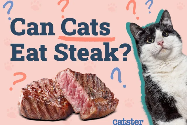 Can Cats Eat Steak? Vet-Verified Nutrition Facts & FAQ
