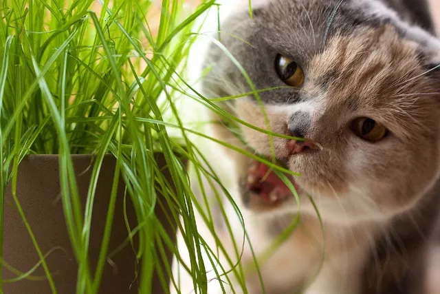 Why Do Cats Eat Grass? 5 Vet-Reviewed Reasons Behind the Behavior