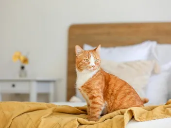 14 Cat-Friendly Hotels Chains for Holiday Travel in 2026