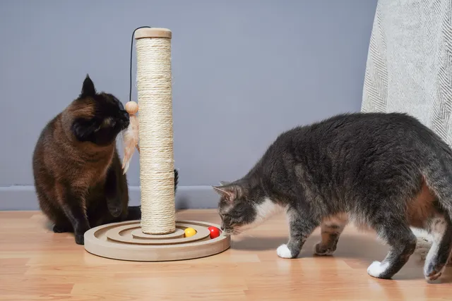 Why Does My Cat Need Mental Stimulation? 7 Vet-Approved Reasons