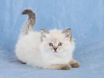 Ragdoll Kittens For Sale in Florida: Breeders List 2026