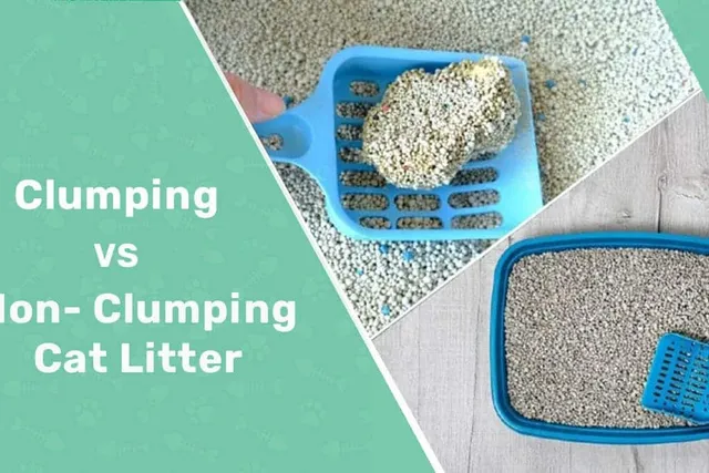 Clumping vs. Non-Clumping Cat Litter: Vet-Reviewed Pros, Cons & Which to Choose
