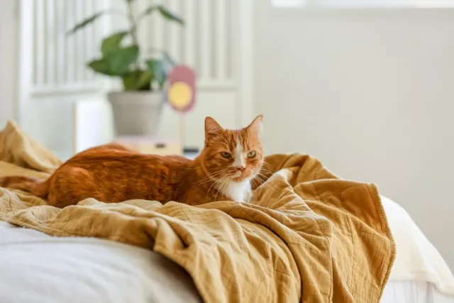 10 Pet Friendly Hotels in St Augustine (2026 Update)