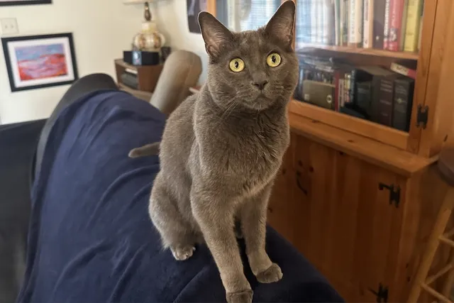 Living with Cats That Love to Bite: Olga’s Fondness for Fangs