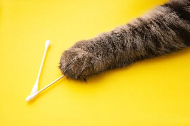 Why Do Cats Like Q Tips? 3 Possible Reasons & Vet-Reviewed Safety Tips