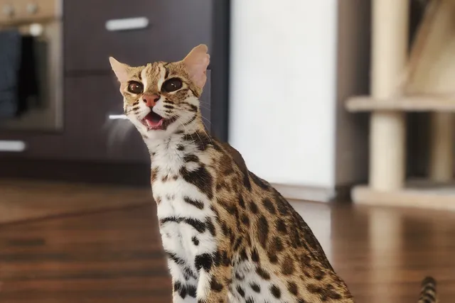 7 Small Exotic Cat Breeds That Are Allowed as Pets: Vet-Verified Info & Pictures