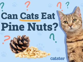 Can Cats Eat Pine Nuts? Vet-Reviewed Facts & FAQ