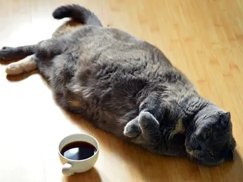 Do All Cats Have a Primordial Pouch? Vet-Reviewed Facts & FAQ