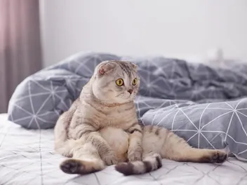 Why Is My Cat Is Sitting Like a Person? Is That Normal?