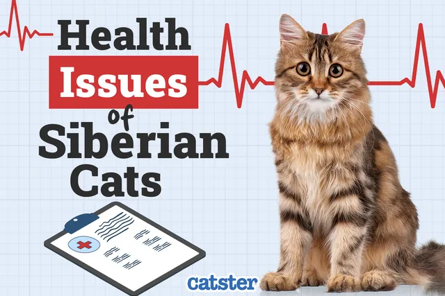 Siberian Cat Health Problems: 5 Common Issues