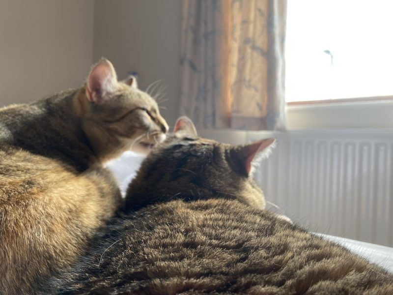 Here Comes the Sun: Is It Alright? Dangerous Things Cats Like