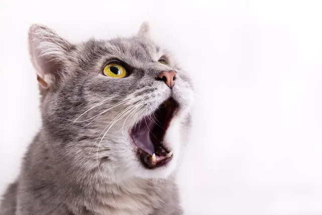 Coughing in Cats: Causes & Treatments (Vet Answer)