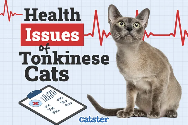 Tonkinese Cat Health Problems: 7 Vet-Reviewed Concerns