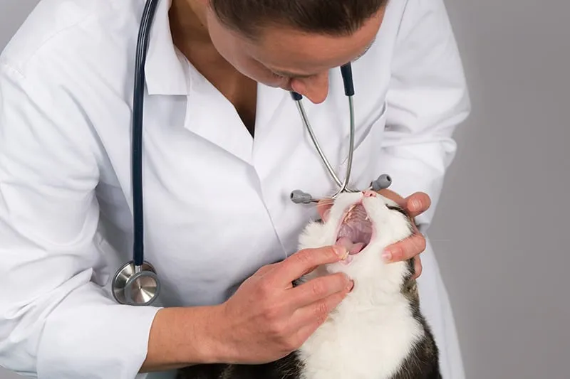 Veterinarian examining cat's teeth and mouth