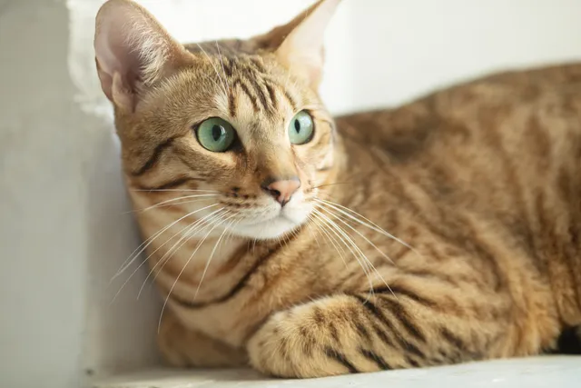 Is It True That Most Cats Have Green Eyes? Vet-Reviewed Facts & FAQ