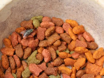 How To Keep Flies Away From Cat Food: 4 Vet-Reviewed Tips & FAQ