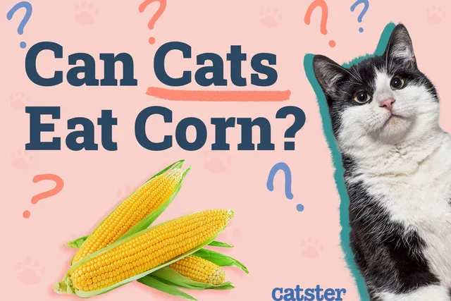 Can Cats Eat Corn? Vet-Approved Nutritional Facts & FAQ