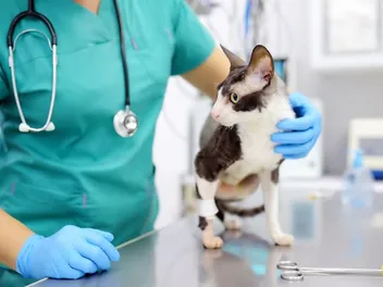 Why Are Some Cats So Fractious During Vet Visits? Our Vet Explains