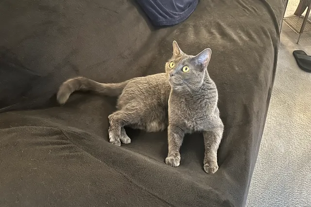 Do Cats Have a Sense of Humor: Olga’s Comedic Ways