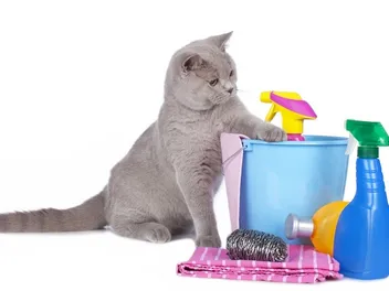 Is Lysol Toxic To Cats? Ver Reviewed Concerns & Safety Tips