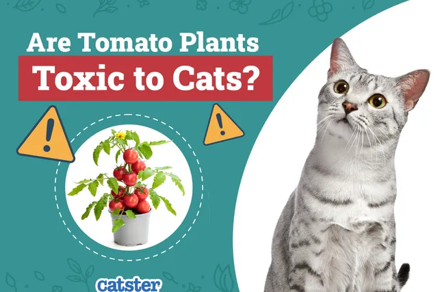 Are Tomato Plants Toxic to Cats? Vet-Reviewed Houseplants Examined