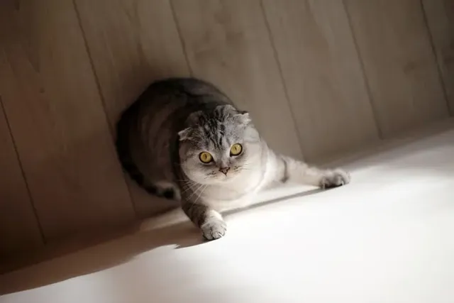 Why Is My Cat Scratching the Walls? 6 Likely Reasons