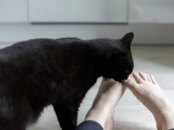Why Is My Cat Licking Everything all of a Sudden? 5 Vet-Reviewed Reasons