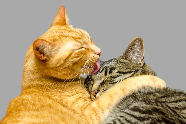 Why Do Cats Groom Each Other? Vet-Reviewed Licking Behaviors & Reasons
