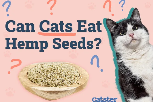 Can Cats Eat Hemp Seeds? Vet-Reviewed Facts & FAQ
