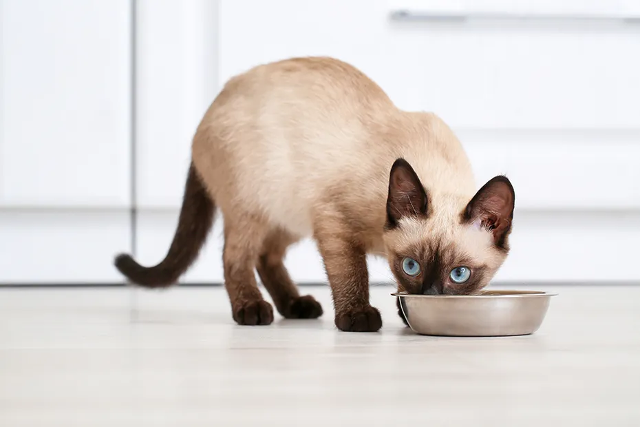 siamese kitten eating from a stainless bowl