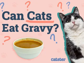 Can Cats Eat Gravy? Nutritional Facts & FAQ