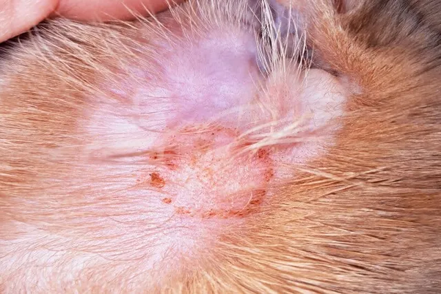 Can Indoor Cats Get Ringworm? Vet-Reviewed Signs, Causes, Diagnosis & Treatment