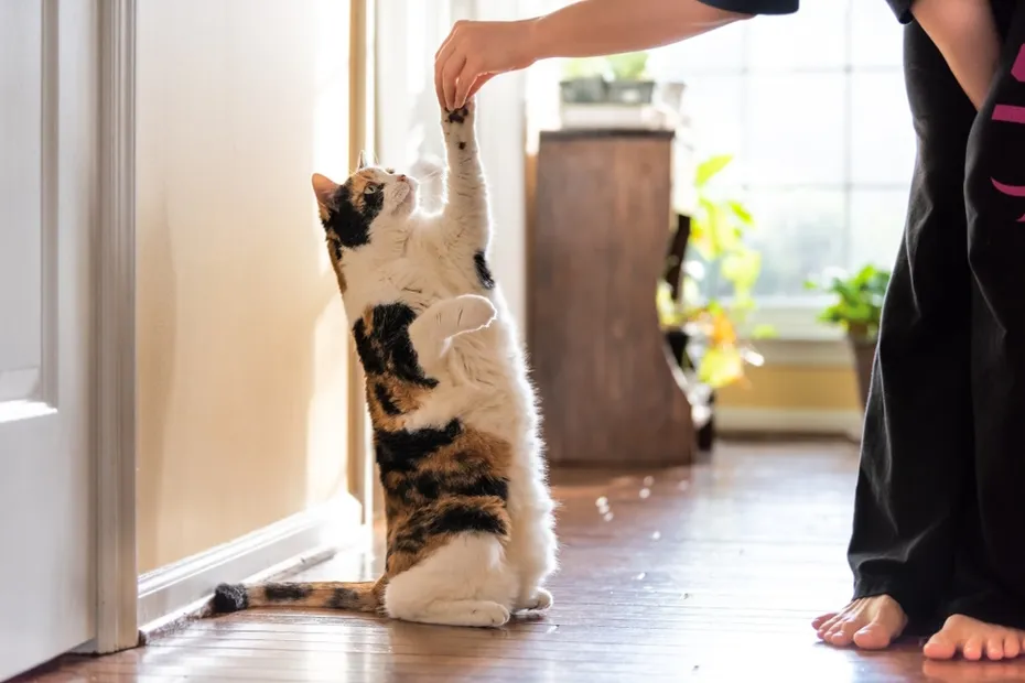 calico-cat-having-treats