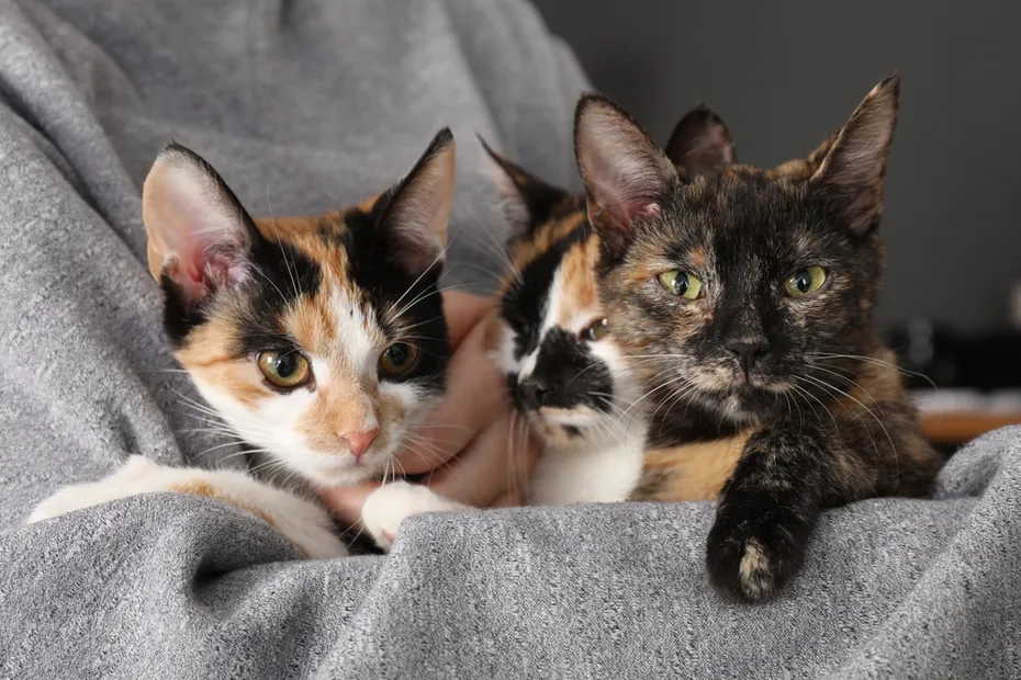 Woman with cute calcium cats at home, closed