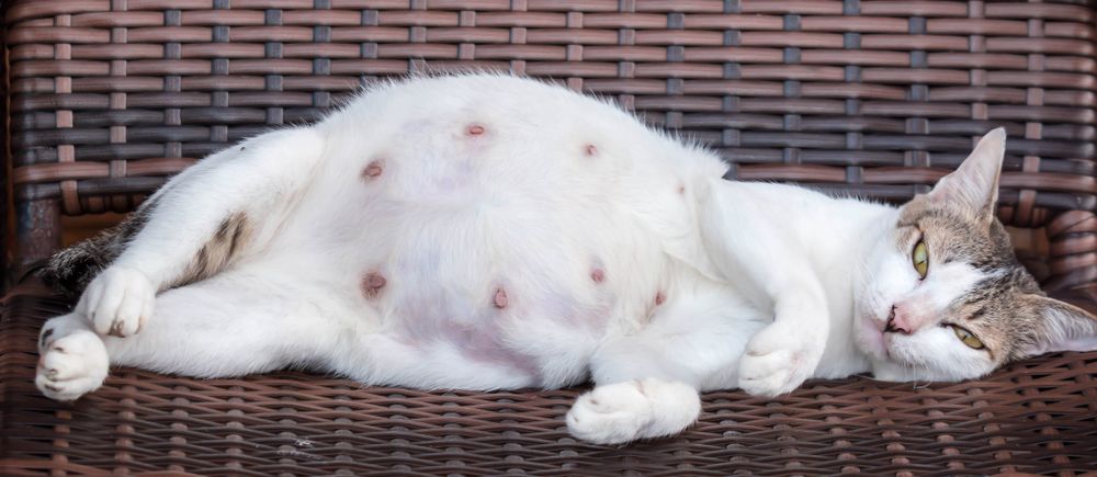 A pregnant mother cat while resting on a wooden chair showing its tummy and nipples