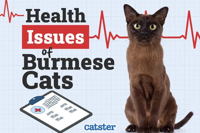 Burmese Cat Health Problems: 14 Vet-Verified Issues