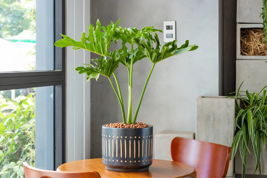 split-leaf philodendron on the table