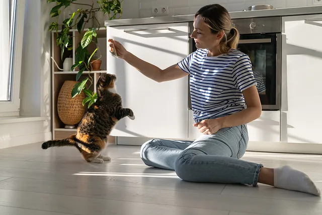 Can Cats Be Trained Like Dogs? Vet-Approved Tips & Tricks